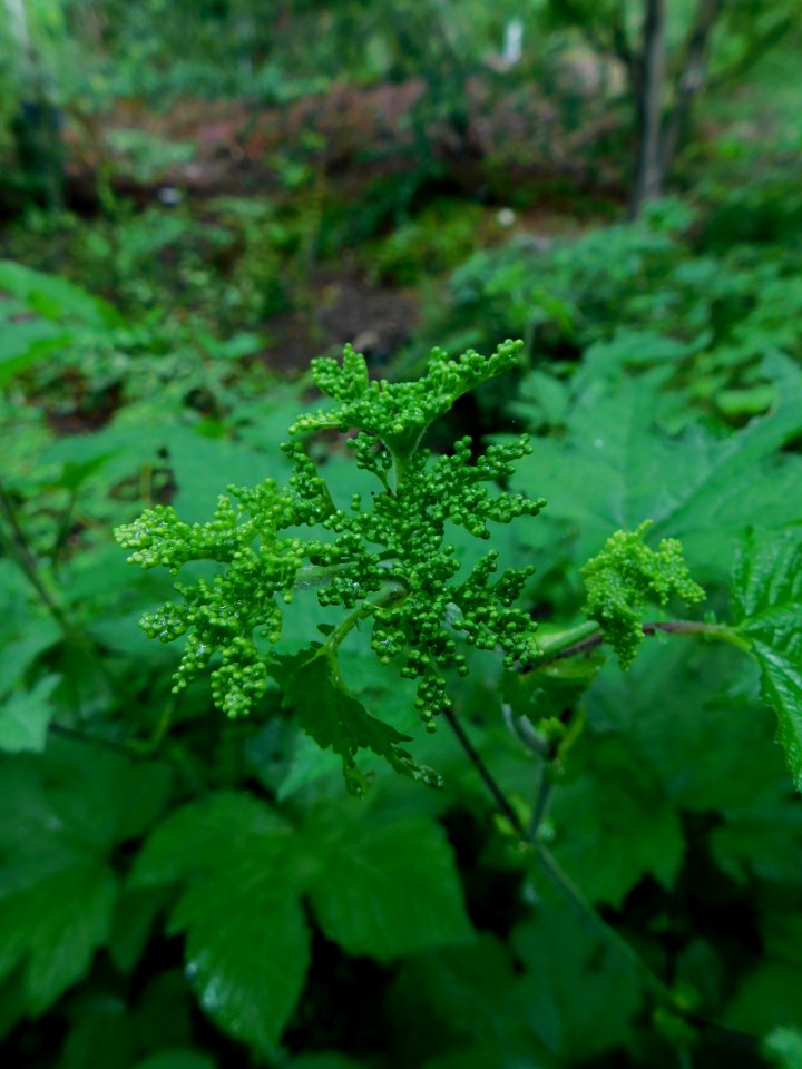 Filipendula camtschatica buds