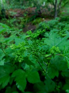 Filipendula camtschatica buds photo