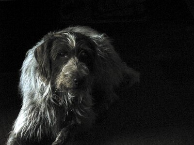 Pet friend breed