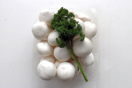 White white mushroom food