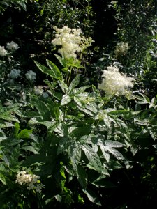 Filipendula ulmaria Oulu, Finland 12.07.2013