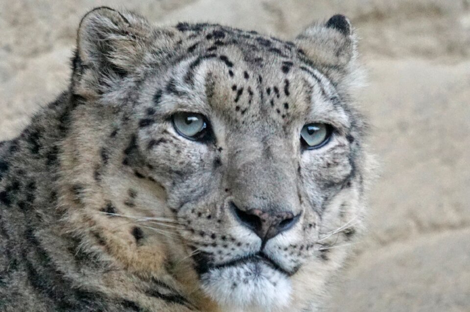 Predator carnivores big cat