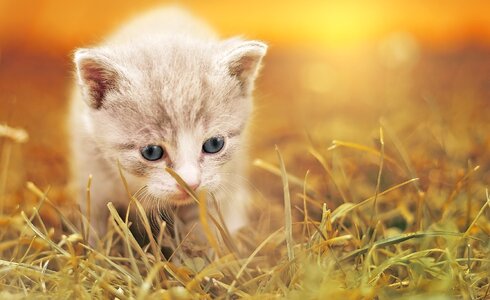 Kitten pet animal photo