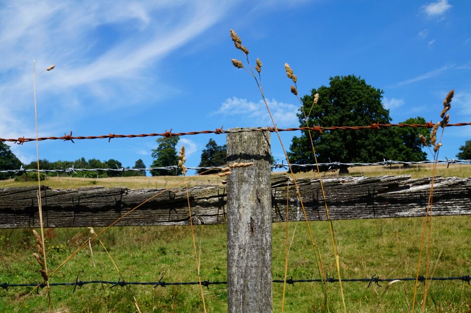 Landscape meadow tree