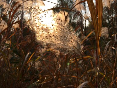 Breeze autumn ripple