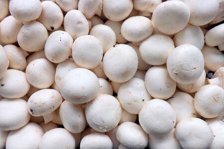 White white mushroom food