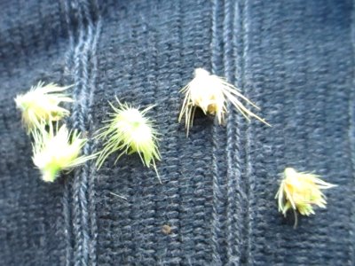 Fine-bristle sandbur (Cenchrus brownii) burs