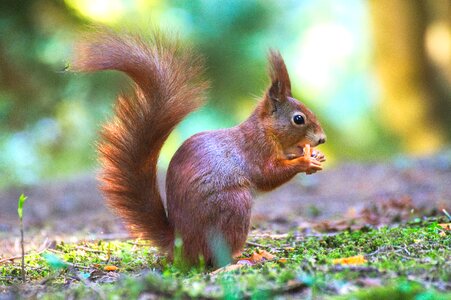 Animal nager cute