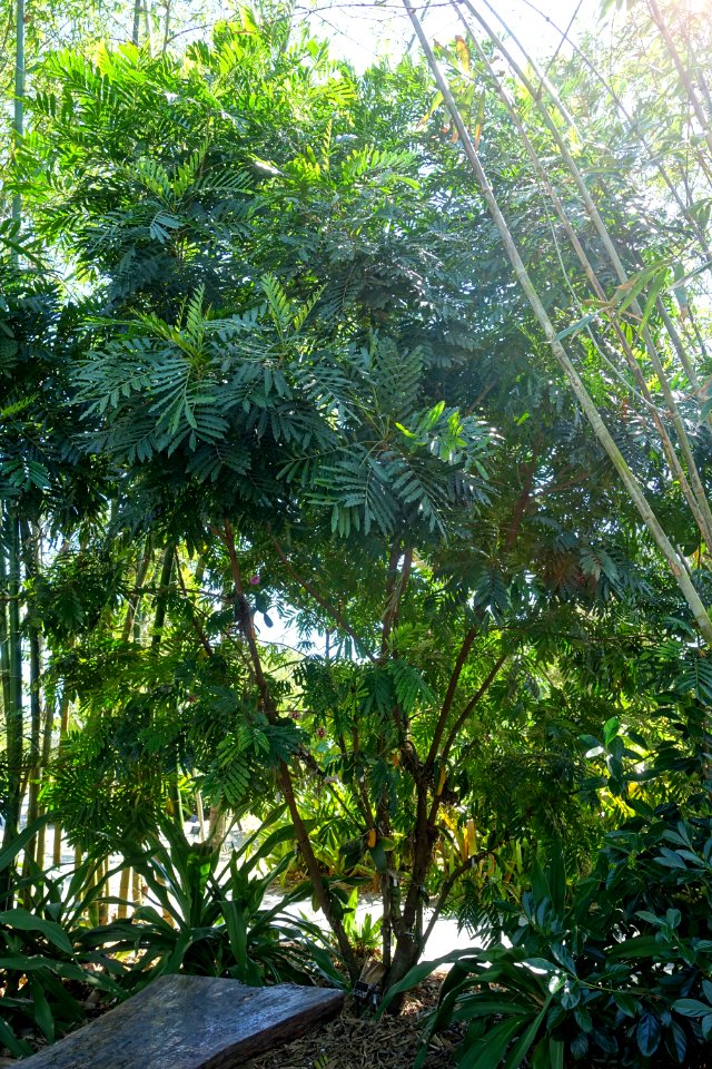 Filicium decipiens - Naples Botanical Garden - Naples, Florida - DSC09868