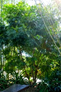 Filicium decipiens - Naples Botanical Garden - Naples, Florida - DSC09868
