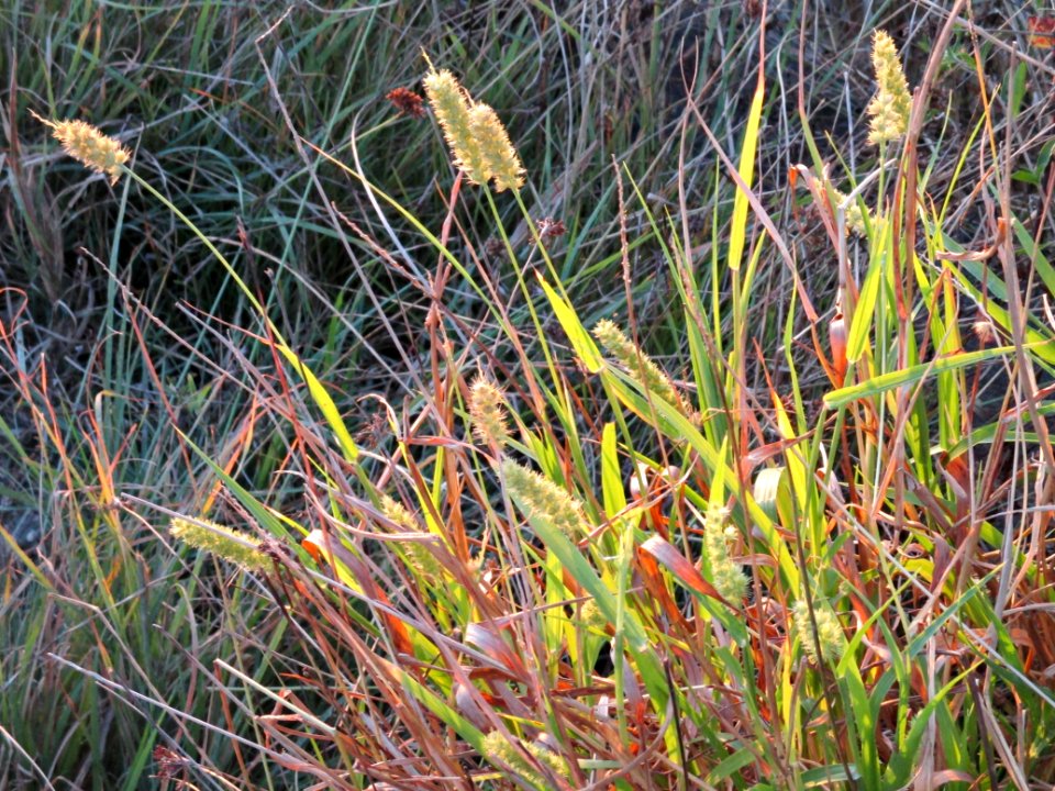 Fine-bristle sandbur (Cenchrus brownii)