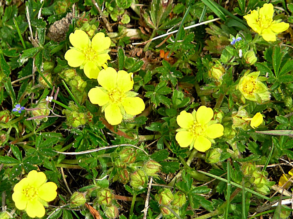 Fingerkraut Seebach