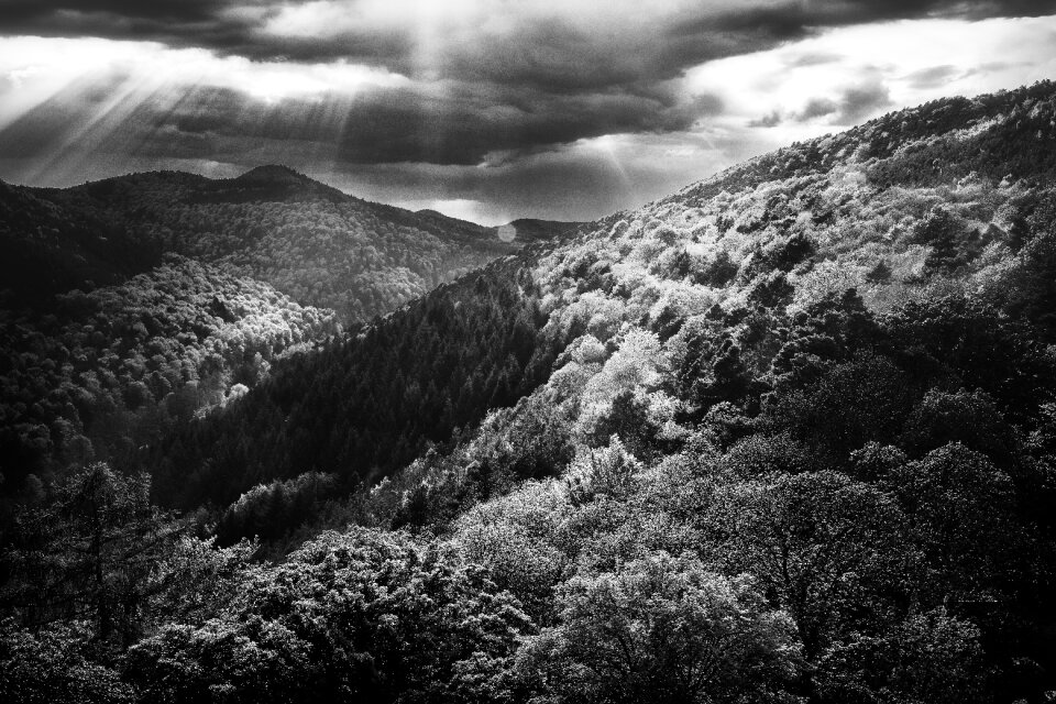 Landscape trees scenic