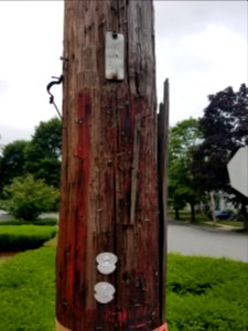 Fire alarm pole - Utility pole - Arlington, MA - 20200705 095601