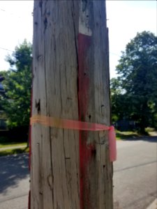 Fire alarm pole - Utility pole - Arlington, MA - 20200725 094424