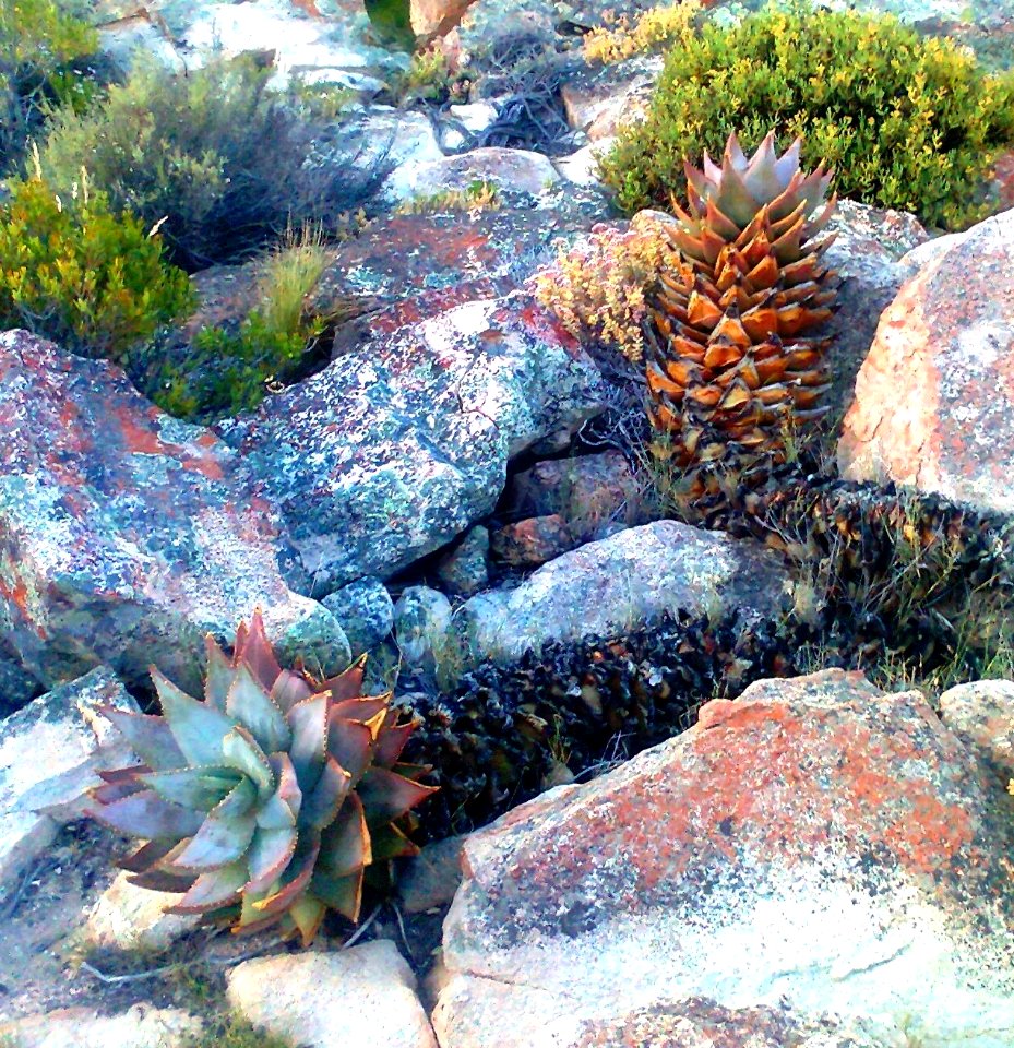 Firedamaged Aloe perfoliata - Hex River Mountains - SA1