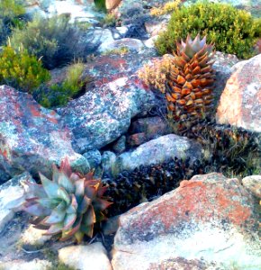 Firedamaged Aloe perfoliata - Hex River Mountains - SA1