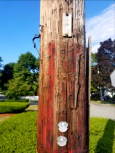 Fire alarm pole - Utility pole - Arlington, MA - 20200728 082518