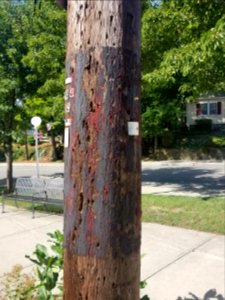 Fire alarm pole - Utility pole - Arlington, MA - 20200729 085644
