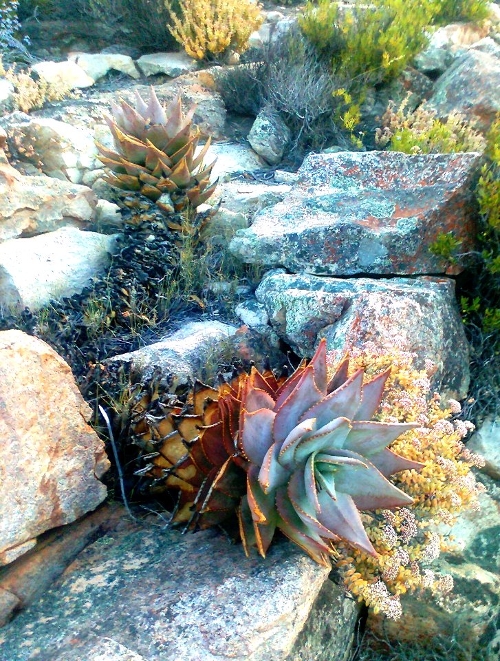 Firedamaged Aloe perfoliata - Hex River Mountains - SA3