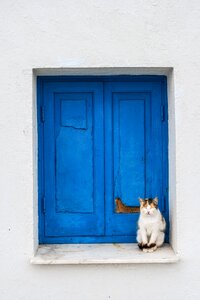 Resting kitty window