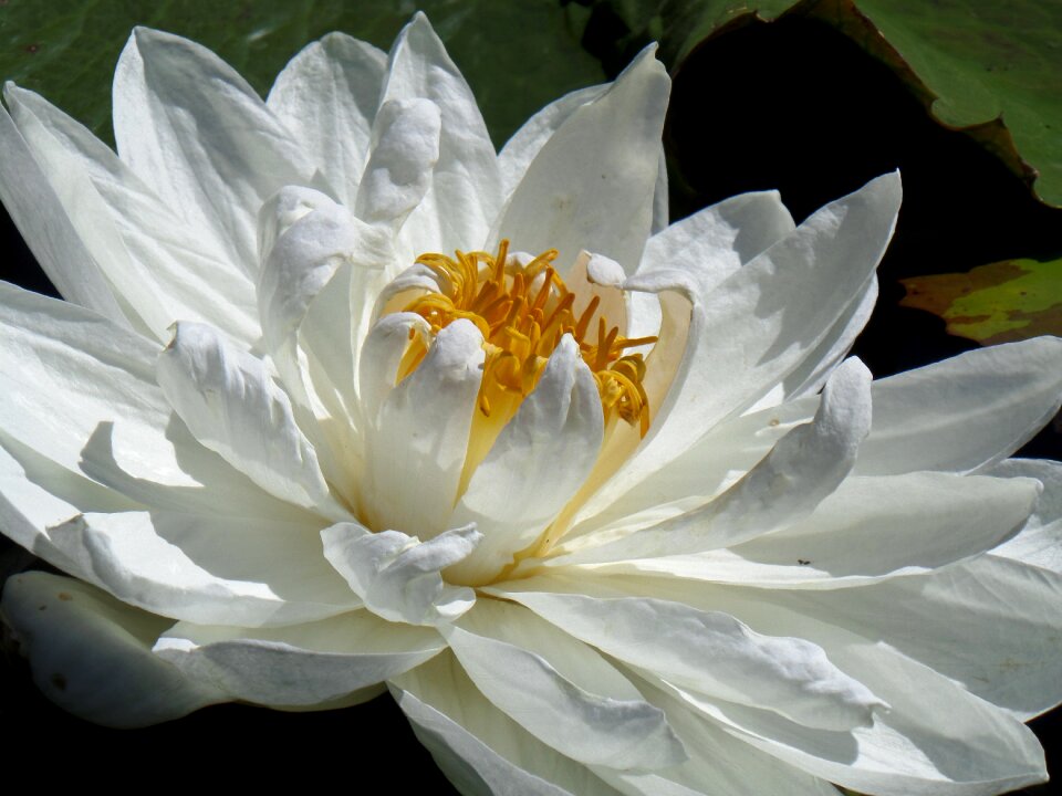 Water lily floating flower blossom