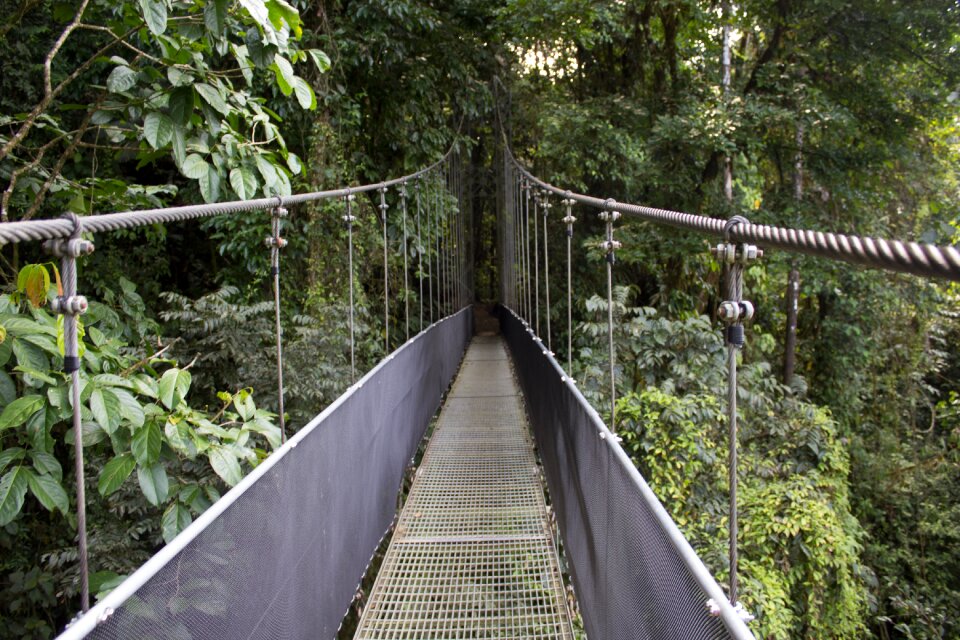 Costa rica green rain green bridge