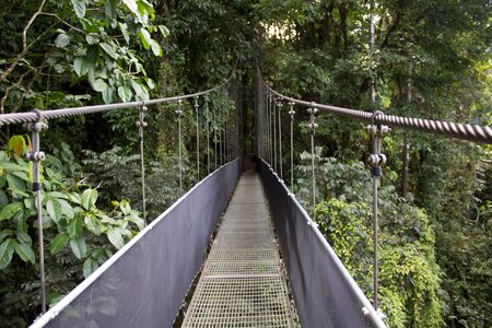 Costa rica green rain green bridge photo