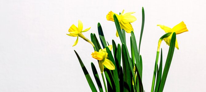 Yellow flower detail
