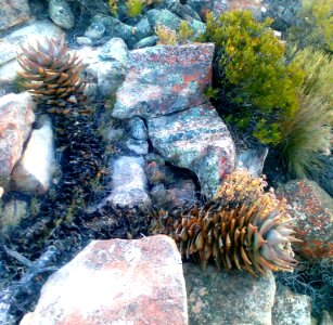 Firedamaged Aloe perfoliata - Hex River Mountains - SA2