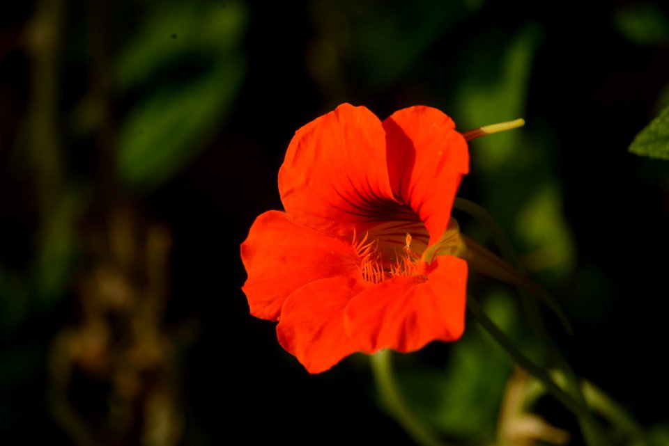 Fiore di Crescione - Lepidium