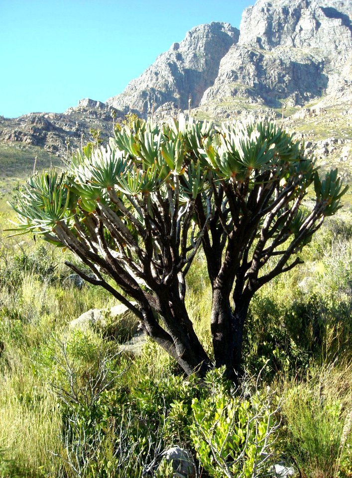 Fire-damaged Fan Aloe - aloe plicatilis SA