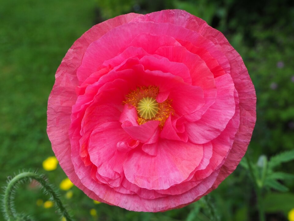 Poppy flower blossom bloom