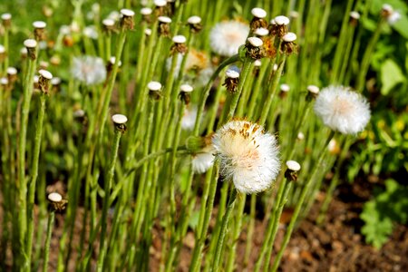 White flourished from flying seeds