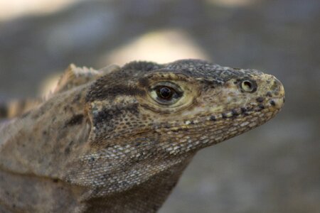 Animal mammal costa rica photo