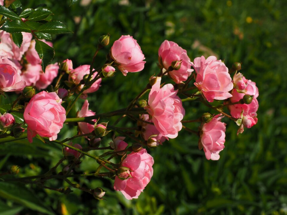 Garden roses blossom bloom