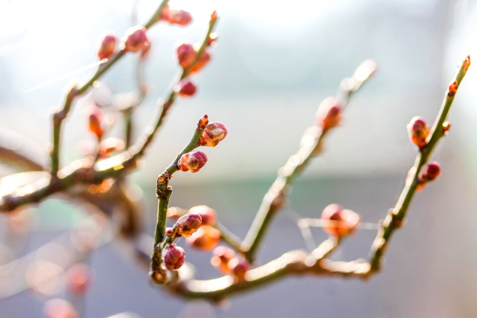 Budding branch spring plant