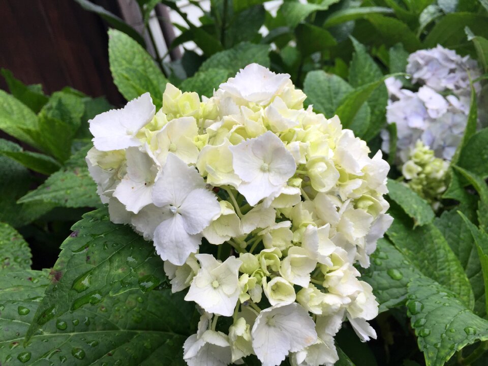 Hydrangea may flowers