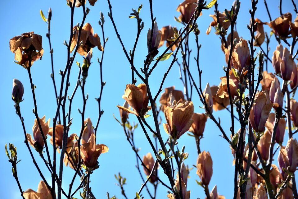 Transience frost damage magnolia