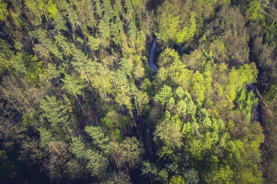 Landscape fairy tale forest branch branches