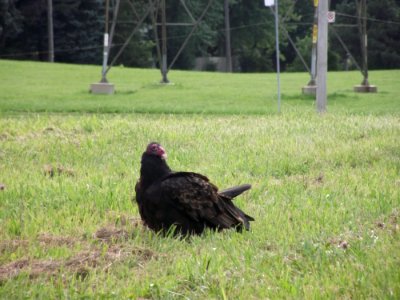 Finch Hydro Corridor vulture photo