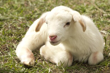Farm sheep livestock