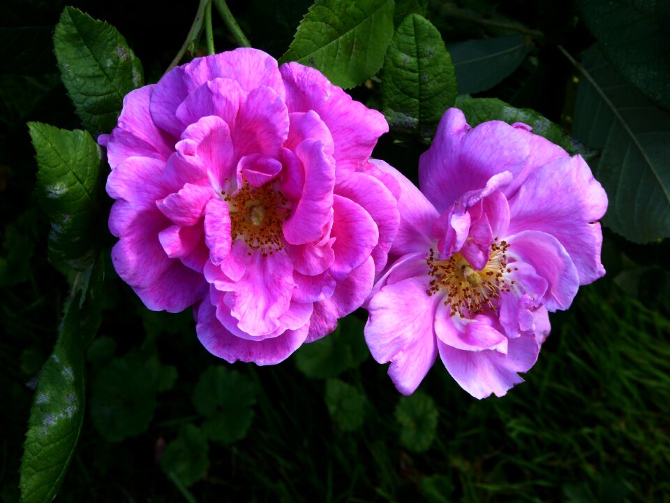 Flowers close up botany