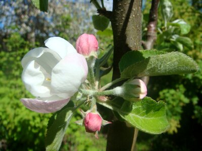 Spring apple flower blooming apple tree photo