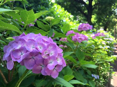 Hydrangea a sunny day after the rain