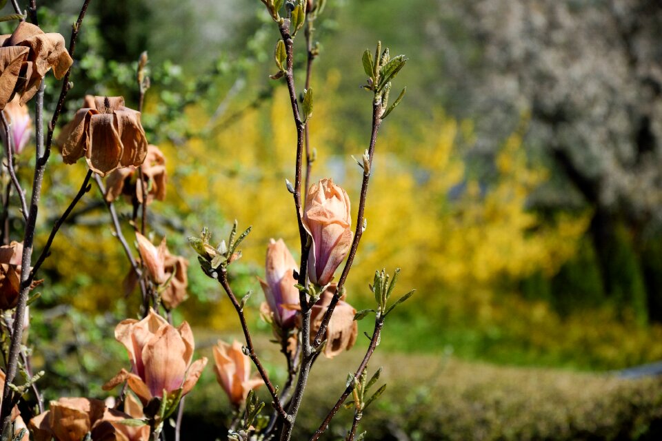 Transience frost damage magnolia