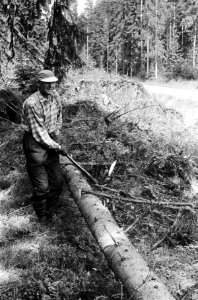 Finland, Helsinki, bomenhakker, Bestanddeelnr 917-7239