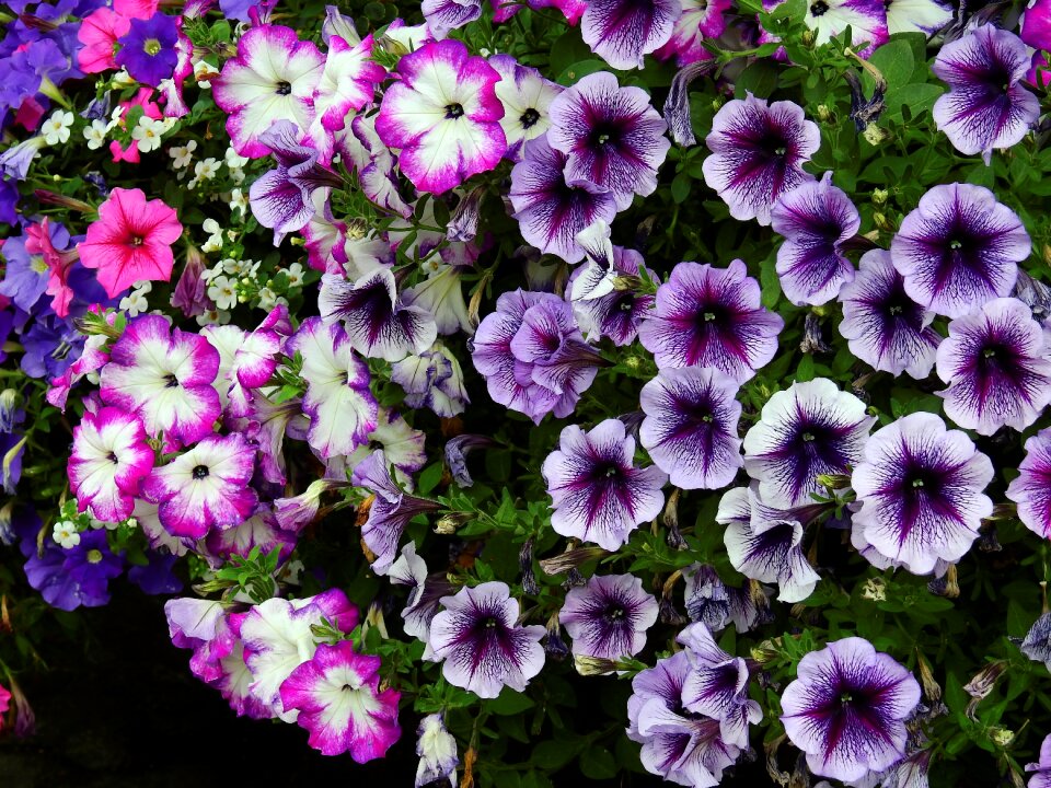 Plant nature bloom