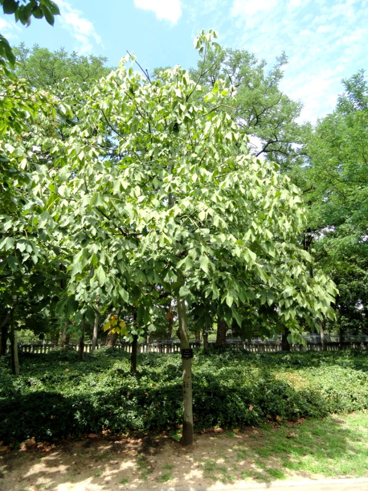 Firmiana simplex - Nagai Botanical Garden - DSC07651