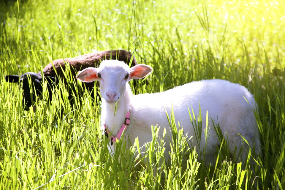 Livestock spring farming